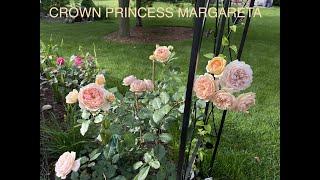 David Austin Climbing Rose ｜Crown Princess Margareta｜英国玫瑰｜玛格丽特王妃｜爬藤玫瑰｜又美又香｜复花快