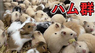 激カワ！大量のハムスターの群れを紹介します3/9【もっぷらんど】Part1　Hamsters