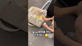 사교성 최고 ㅋ ㅋ ㅋ ㅋ 예뻐할수밖에. . .️ #dog #강아지 #애교 #adorable #헬스장 #dogfunny @하이배추tv