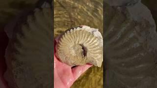 Busting out an AMMONITE FOSSIL from the bedrock of a North Texas Creek #fossilhunting
