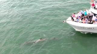 Dolphins  in Atlantic City via Phantom 2 Drone