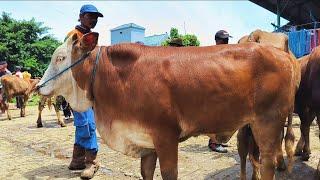 5 juta !! Simental Super Harga Murah Meriah !! Calon Babon Super !! Pasar Sapi Tuban