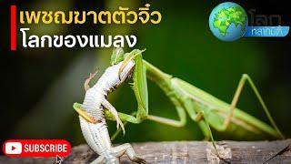 สารคดีโลกหลากมิติ ตอน โลกของแมลง เพชฌฆาตตัวจิ๋ว | สารคดี สารคดีสัตว์โลก