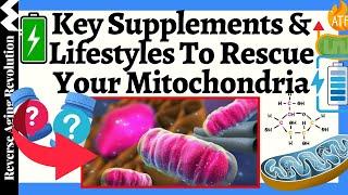 KEY Supplements & Lifestyles To RESTORE Your Mitochondrial Health - A Comprehensive Guide