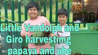 Little Vandolph and Giro harvesting Papaya and Ube in Farmville with Teacher Espie/Life in the Farm