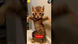 How can this cat dance (Ai)  #cat #dance #shorts