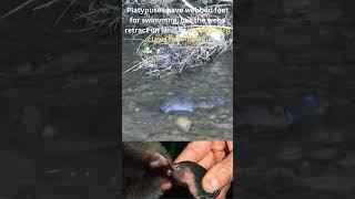 Secrets of the Platypus: What Experts Won't Tell You