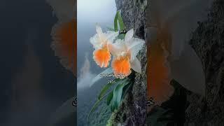 خواطر إسلامية