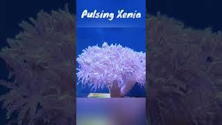 펌핑제니아 Pulsingxenia
