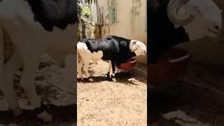 petit fils de Salou saloum
