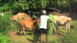 bCA Galleries presents a documentary film on legendary Warli tribal artist - Jivya Soma Mashe
