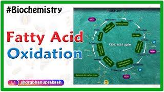 Fatty Acid-Oxidation ( Beta oxidation of fatty acids ) Biochemistry Animations