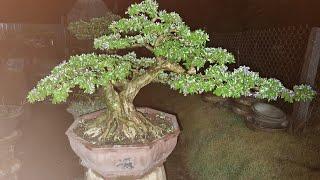 Bonsai ut vu Trần Quyền vũ đang phát trực tiếp!