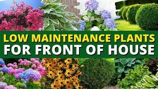 5 Best Low Maintenance Plants for Front of House Garden   Ground Cover Plants 