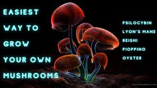 Easiest way to grow YOUR OWN MUSHROOMS!