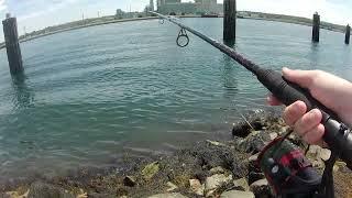 Fish Stories: First Fish on the Cape Cod Canal, Massachusetts