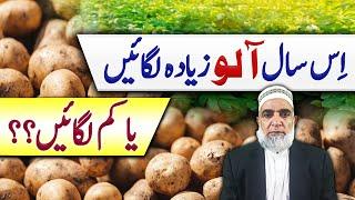 Should we cultivate Potato more or less this year || Crop Reformer