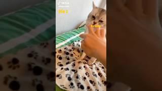 Deksy Cat No touching