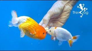 4 Best Goldfish Foods