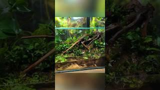 Creating a Waterfall Paludarium!