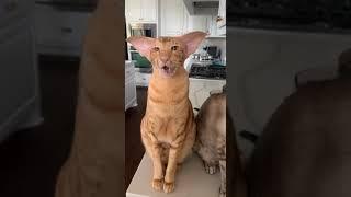 Oriental Shorthair cats