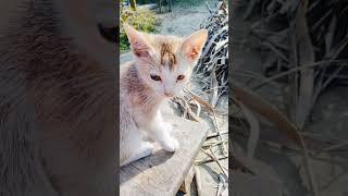 Cute Little cat was so Hungry #youtubeshorts #cat #foryou #viral