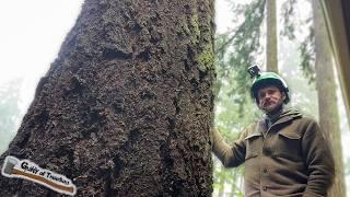 This Tree was 1 FOOT Away from this House! Zero Impact Fir Removal with a CRANE!