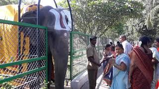 Lord Balaji Elephant Blessings - Tirumala