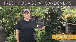 Let's Talk Fresh Foliage  Pro Talk with Joy at The Gardener's Center