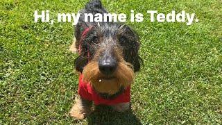 Teddy the Dachshund