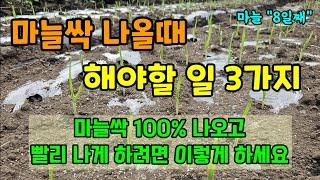 마늘싹 나올때 꼭 해야할일 3가지 마늘100% 나오고 빨리 나오게하려면 이것 하세요 #마늘농사