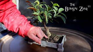 My Ficus microcarpa Cutting From 2000, The Bonsai Zone, Nov 2024