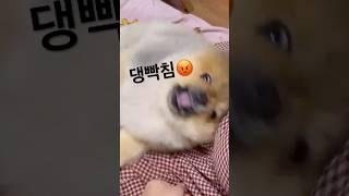 포메라니안 성격…아니 승질머리 #pomeranian#dogshorts#강아지쇼츠#강아지브이로그#puppyvideos#cutedog#adorableanimals#강아지일상#dog