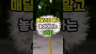 매달리지 말고 놓아야하는 4가지 #노후지혜 #삶의지혜 #인생명언 #좋은글