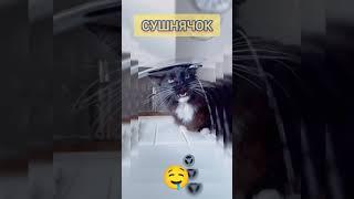 Вчера Явно Рыбы Перебрал - #Сушит Дико. #Котик жадно пьет воду с крана. TOP FUN #CATS #SHORTS 2023