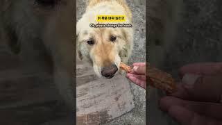 힘센 시골 골댕이 짧은 목줄을 와이어줄로 바꿔주었더니 보인 놀라운 행동 1탄 #shorts #dog #goldenretriever