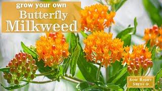 Sow Right Seeds | Butterfly Milkweed