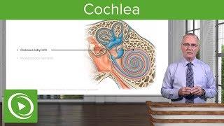 Cochlea – Anatomy of the Auditory System and Vestibular System | Lecturio