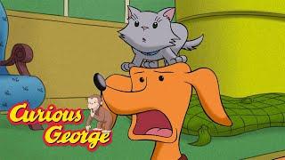 Hundley Is Allergic to Cats  Curious George  Kids Cartoon  Kids Movies