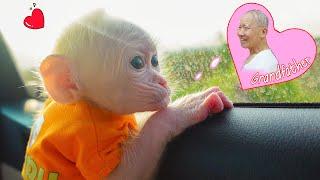 Baby monkey Poki's first long trip