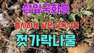 삼잎국화를 흡사하게 닮은 유독식물 젓가락나물