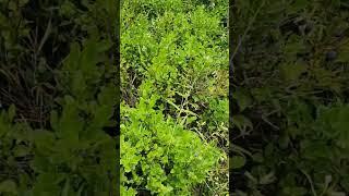 Черника пошла #врек #природа #звуки #nature #черника #лес