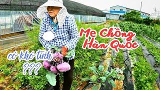 Cùng Mẹ Chồng Hàn Quốc Ra Vườn Nhổ Củ Cải,Su Hào Tím To Bự - Lần Đầu Quay Video Về Mẹ Chồng