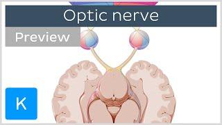 Optic nerve: branches and path (preview) - Human Anatomy | Kenhub