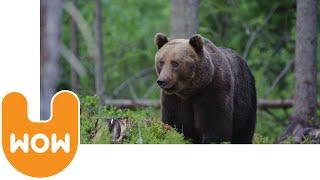 Watch Wild Brown Bears in Estonia