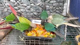 Fruit & Veggies at RS Aviary