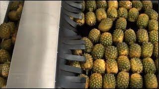 Pineapple juice processing line