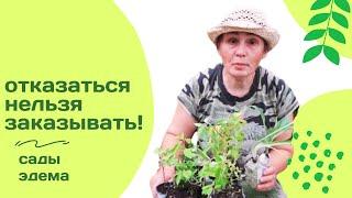 Впервые купила саженцы в "Садах Эдема". Стоит ли заказывать?