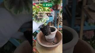 40초만에 배우는 식물 키우기 #제라늄 키우기 #아파트 #베란다정원
