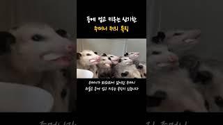 호주에 서식하는 특이한 주머니 쥐의 특징 #shorts